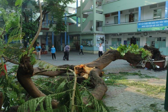 Chùm ảnh: Hiện trường cây phượng bật gốc đè trúng 13 học sinh khiến 1 em tử vong thương tâm - Ảnh 1.