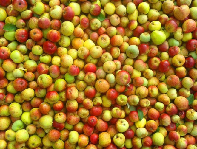 Quen thuộc là vậy, bạn chắc chắn sẽ “ngã ngửa” trước loạt sự thật thú vị đằng sau những món ăn rất đời thường này - Ảnh 5. Quen thuộc là vậy, bạn chắc chắn sẽ “ngã ngửa” trước loạt sự thật thú vị đằng sau những món ăn rất đời thường này - Ảnh 5.