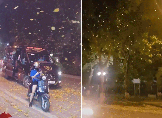 Hàng loạt clip mưa lá vàng ở Hà Nội được chia sẻ rầm rộ, xem xong ai cũng muốn ra đường đứng canh để chụp ảnh - Ảnh 6. Hàng loạt clip mưa lá vàng ở Hà Nội được chia sẻ rầm rộ, xem xong ai cũng muốn ra đường đứng canh để chụp ảnh - Ảnh 6.