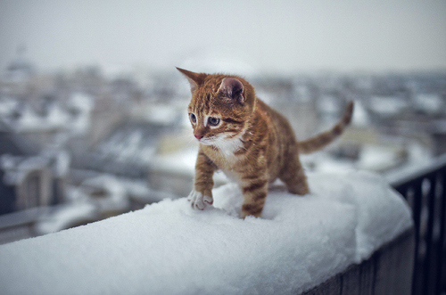 [NEKO CAFE] Những chú mèo dễ thương nhất khi mùa đông đến Chum-anh-20-chu-meo-de-thuong-nhat-khi-mua-dong-den