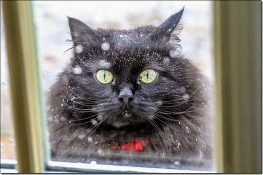 [NEKO CAFE] Những chú mèo dễ thương nhất khi mùa đông đến Chum-anh-20-chu-meo-de-thuong-nhat-khi-mua-dong-den