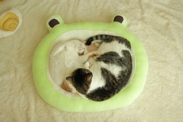 Mẫu giường nệm êm ái cho chú mèo cưng 9