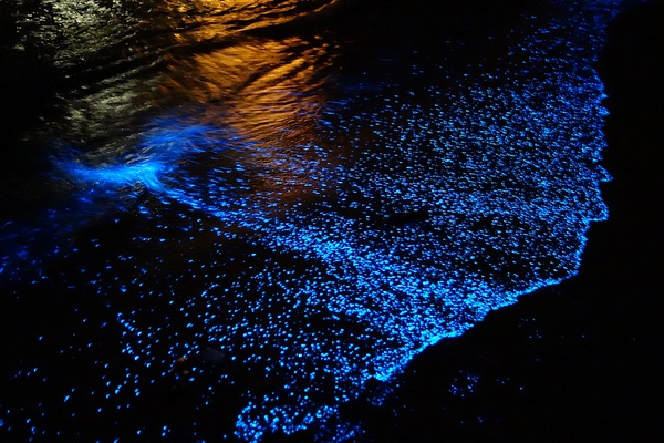 Kết quả hình ảnh cho ngắm cá phát sáng plankton trên biển đêm