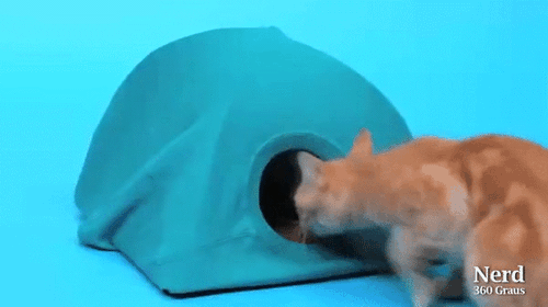 Tự tay dựng lều cho mèo cưng với những vật liệu siêu quen thuộc - Ảnh 7.