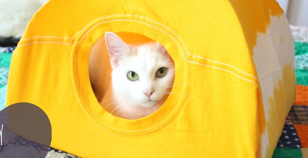 Tự tay dựng lều cho mèo cưng với những vật liệu siêu quen thuộc