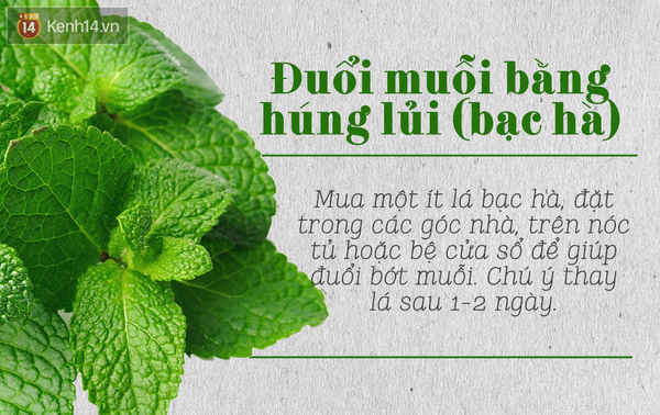 Tổng hợp những cách đuổi muỗi hiệu quả nhất để phòng chống dịch Zika - Ảnh 10.