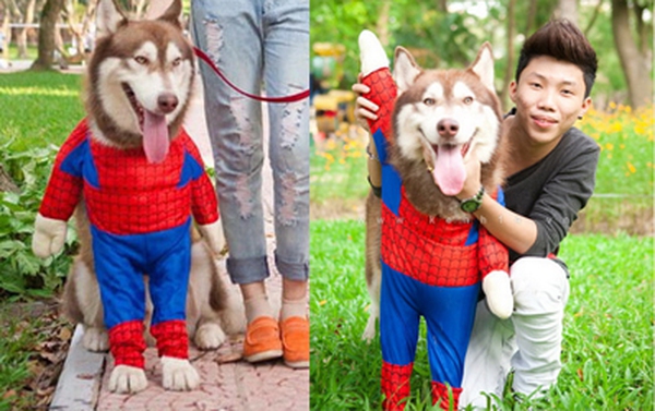 May áo người nhện cho siêu nhân cún nhà mình