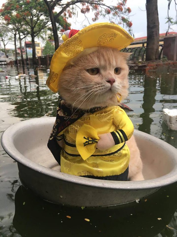 Gặp chú mèo Hoàng Thượng đi chợ vi hành, các con sen đều đứng ngồi không yên - Ảnh 3. Gặp chú mèo Hoàng Thượng đi chợ vi hành, các con sen đều đứng ngồi không yên - Ảnh 3.