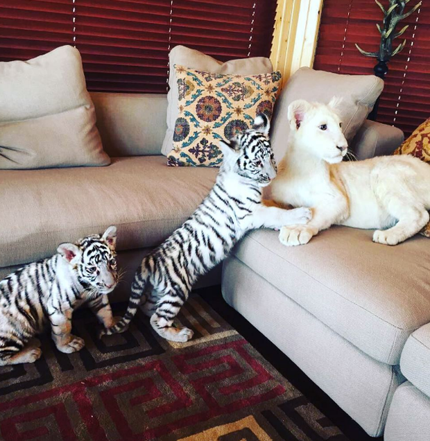 Cuộc sống toàn hàng hiệu, siêu xe, thú cưng đặc biệt và làm bạn với người nổi tiếng của cậu ấm Dubai 15 tuổi - Ảnh 5.