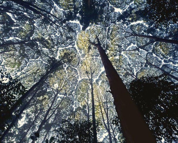 Cho đến ngày nay, hiện tượng các tán lá trong rừng cứ né tránh nhau vẫn được xem là một bí ẩn không lời giải - Ảnh 7.