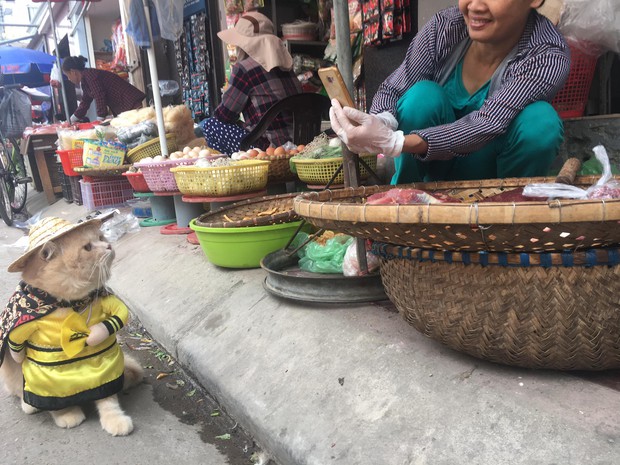 Gặp chú mèo Hoàng Thượng đi chợ vi hành, các con sen đều đứng ngồi không yên - Ảnh 2. Gặp chú mèo Hoàng Thượng đi chợ vi hành, các con sen đều đứng ngồi không yên - Ảnh 2.