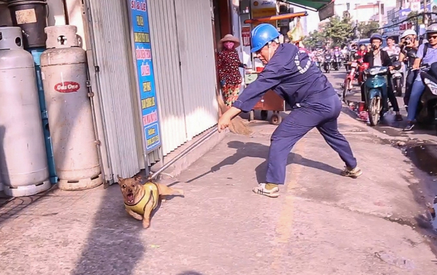 Clip: Tiếp tục ra quân bắt chó thả rông ở Sài Gòn, nhiều chó nhà bị Đội săn bắt “tóm” khiến chủ ngơ ngác - Ảnh 4. Chú chó đang tắm nắng ngoài đường nhưng không rọ mõm nên bị bắt.