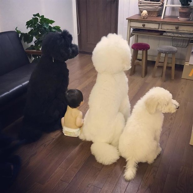 Ngắm nhìn tình bạn đáng yêu của bé gái và chú chó poodle - Ảnh 23.