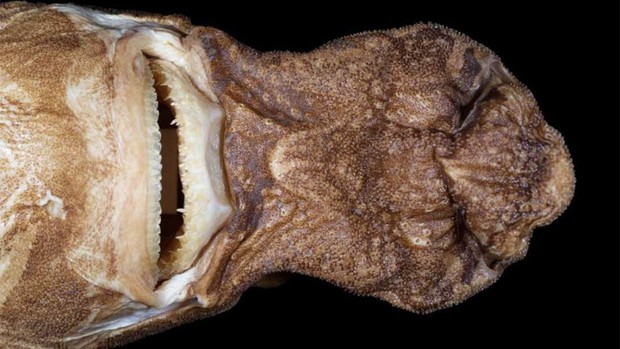 Xác nhận sự tồn tại của loài cá mập tí hon, nhưng biết phát sáng và có gương mặt của quỷ sứ - Ảnh 2.