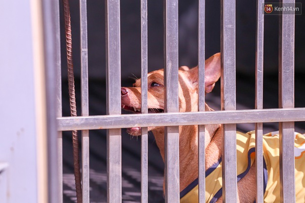 Chỉ tốn 200k nhưng chú chó được PR mạnh á - 6