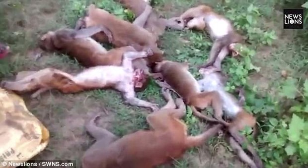 Nhìn thấy hổ lởn vởn, 12 con khỉ đồng loạt rủ nhau chết cứng vì lên cơn đau tim - Ảnh 2. Nhìn thấy hổ lởn vởn, 12 con khỉ đồng loạt rủ nhau chết cứng vì lên cơn đau tim - Ảnh 2.