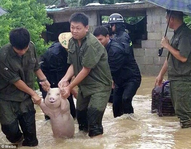 Thêm thông tin về chú lợn tươi cười hớn hở, được lực lượng cứu hộ đưa ra khỏi vùng lũ - Ảnh 1.