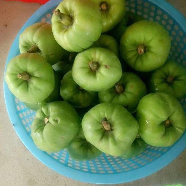 Tưởng là ổi nhưng hoá ra loại trái cây này đã khiến biết bao người nhầm lẫn, còn được xem là “cụ tổ” của các loại quả chua - Ảnh 4. Tưởng là ổi nhưng hoá ra loại trái cây này đã khiến biết bao người nhầm lẫn, còn được xem là “cụ tổ” của các loại quả chua - Ảnh 4.