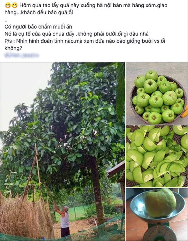 Tưởng là ổi nhưng hoá ra loại trái cây này đã khiến biết bao người nhầm lẫn, còn được xem là “cụ tổ” của các loại quả chua - Ảnh 1. Tưởng là ổi nhưng hoá ra loại trái cây này đã khiến biết bao người nhầm lẫn, còn được xem là “cụ tổ” của các loại quả chua - Ảnh 1.