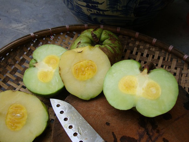 Tưởng là ổi nhưng hoá ra loại trái cây này đã khiến biết bao người nhầm lẫn, còn được xem là “cụ tổ” của các loại quả chua - Ảnh 6. Tưởng là ổi nhưng hoá ra loại trái cây này đã khiến biết bao người nhầm lẫn, còn được xem là “cụ tổ” của các loại quả chua - Ảnh 6.