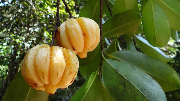 Tưởng là ổi nhưng hoá ra loại trái cây này đã khiến biết bao người nhầm lẫn, còn được xem là “cụ tổ” của các loại quả chua - Ảnh 5. Tưởng là ổi nhưng hoá ra loại trái cây này đã khiến biết bao người nhầm lẫn, còn được xem là “cụ tổ” của các loại quả chua - Ảnh 5.