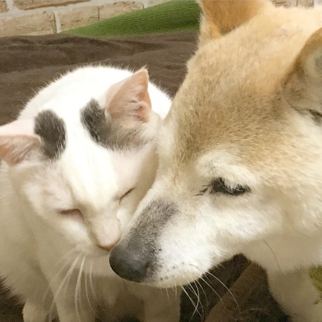 Tình bạn đẹp nhất Trái đất giữa anh mèo chảnh choẹ và chú chó già - Ảnh 23.