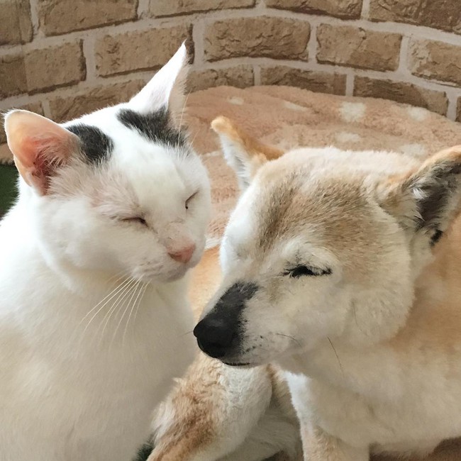 Tình bạn đẹp nhất Trái đất giữa anh mèo chảnh choẹ và chú chó già - Ảnh 25.