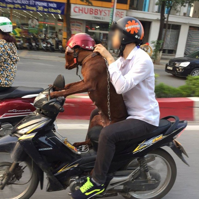 Hình ảnh chú chó điều khiển xe máy trên đường phố Hà Nội gây tranh cãi - Ảnh 1.
