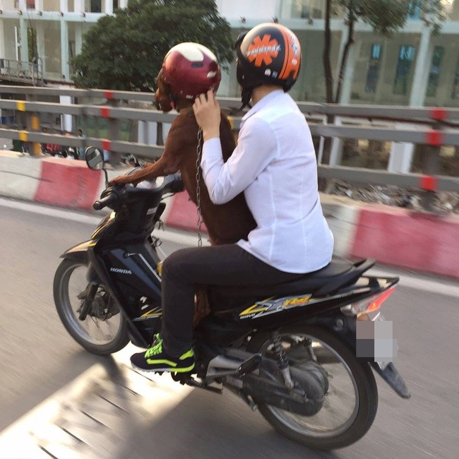 Hình ảnh chú chó điều khiển xe máy trên đường phố Hà Nội gây tranh cãi - Ảnh 2.