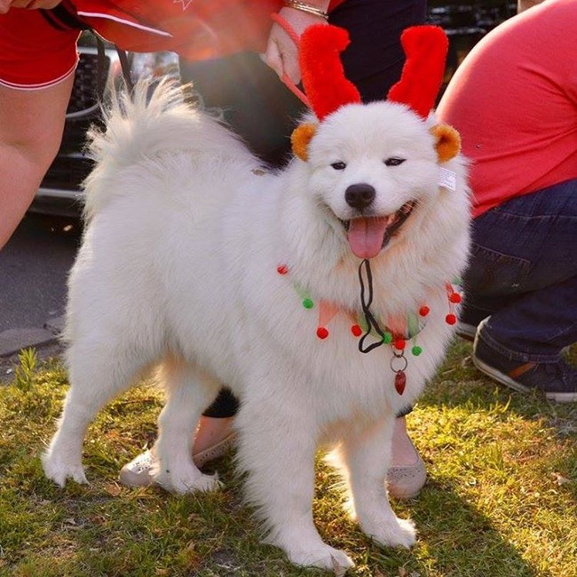 Chú chó cosplay tuần lộc đáng yêu nhất mùa Giáng sinh - Ảnh 1.