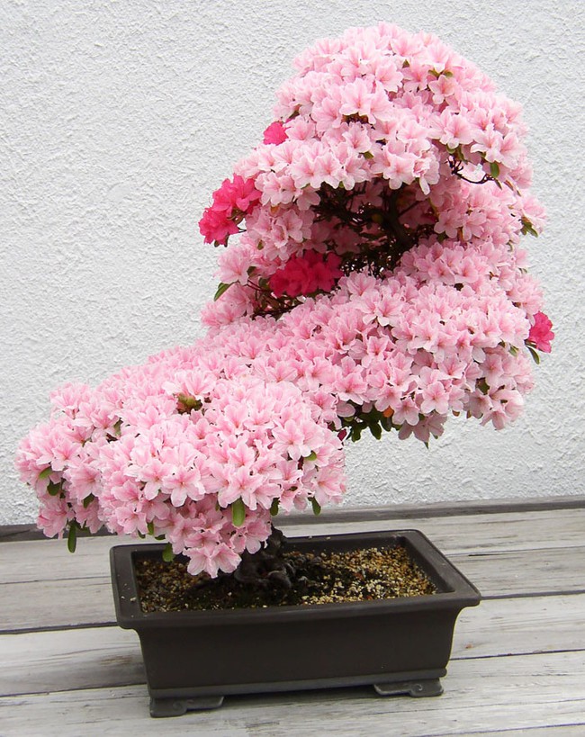 Bộ sưu tập những kiệt tác bonsai đẹp nhất thế giới - Ảnh 7.