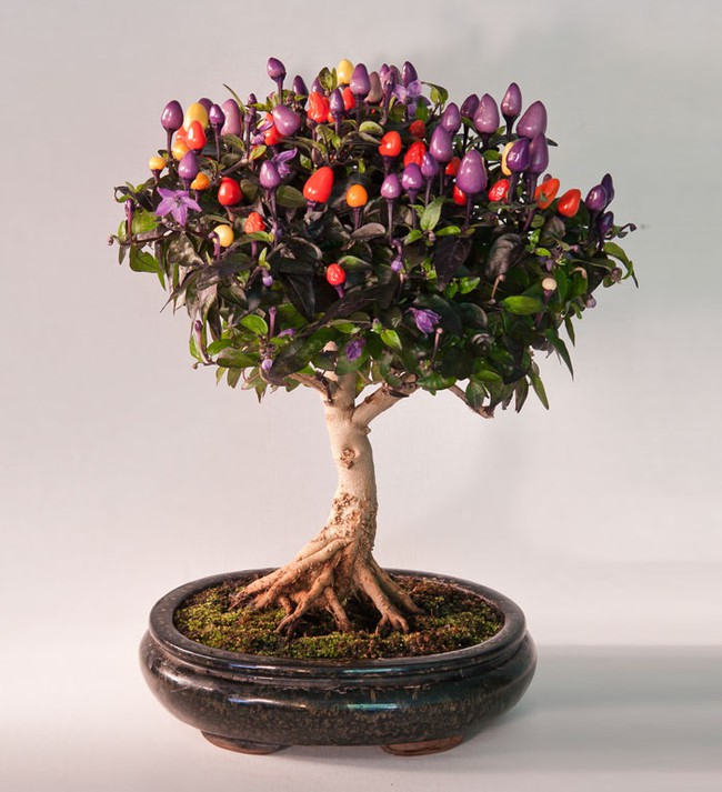 Bộ sưu tập những kiệt tác bonsai đẹp nhất thế giới - Ảnh 14.