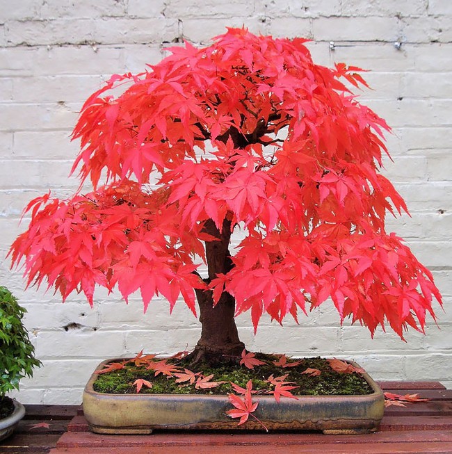 Bộ sưu tập những kiệt tác bonsai đẹp nhất thế giới - Ảnh 9.