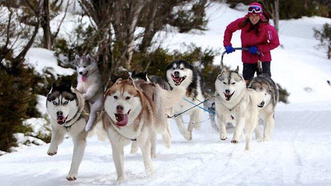 Chùm ảnh chế của chú chó Husky ngã cây nhất quả đất - Ảnh 23.