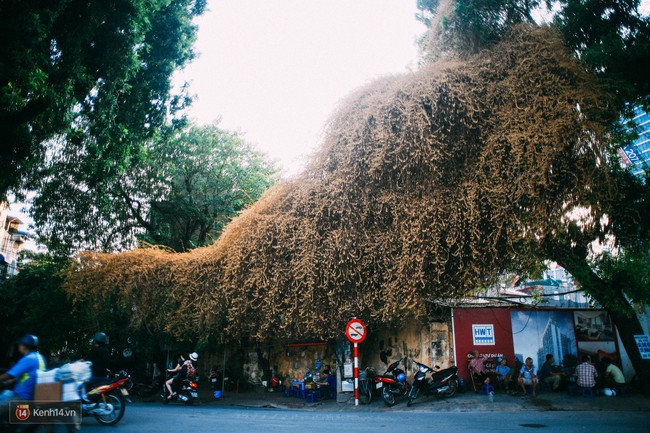 Ngả vàng cả một góc phố, đây là giàn hoa giấy ăn ảnh nhất Hà Nội những ngày này! - Ảnh 6.