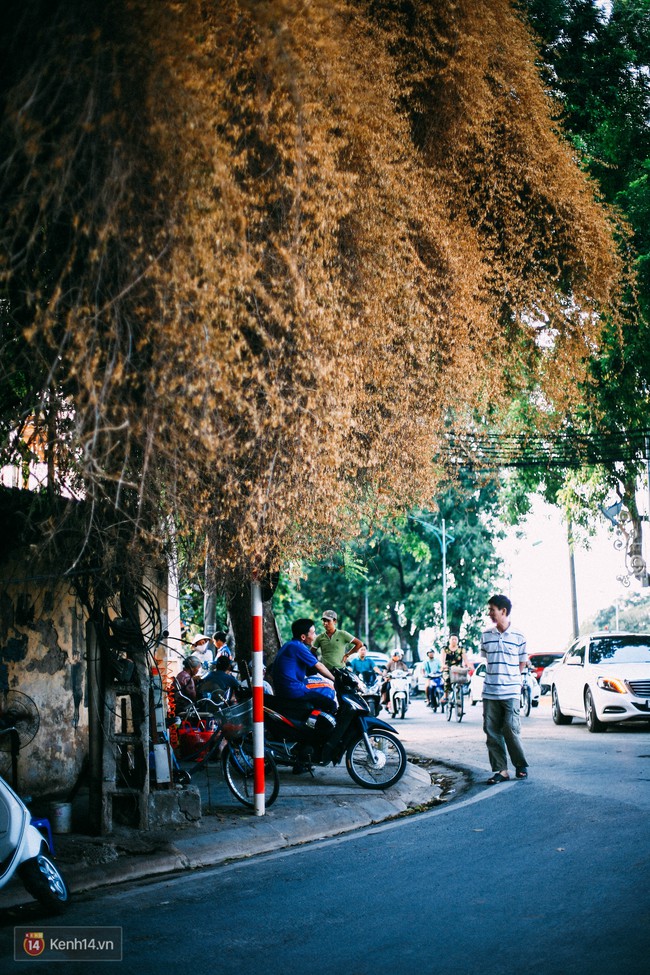 Ngả vàng cả một góc phố, đây là giàn hoa giấy ăn ảnh nhất Hà Nội những ngày này! - Ảnh 8.