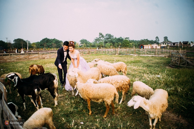 Một cánh đồng hoa bao la với bầy cừu xinh xắn, ở Hà Nội cũng có rồi đấy! - Ảnh 1.