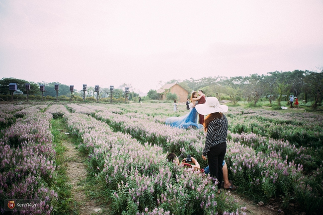 Một cánh đồng hoa bao la với bầy cừu xinh xắn, ở Hà Nội cũng có rồi đấy! - Ảnh 10.
