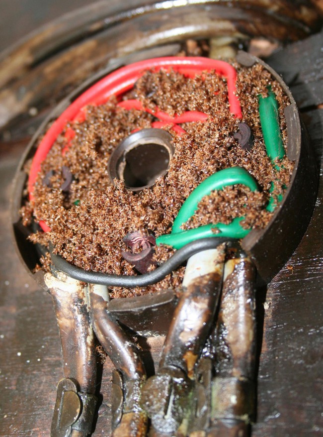 Anh: Phát hiện ra loài kiến có thể gây cháy nhà - Ảnh 2.