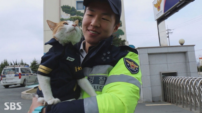 Câu chuyện lay động trái tim phía sau biệt đội mèo cảnh sát tại Busan, Hàn Quốc - Ảnh 1.
