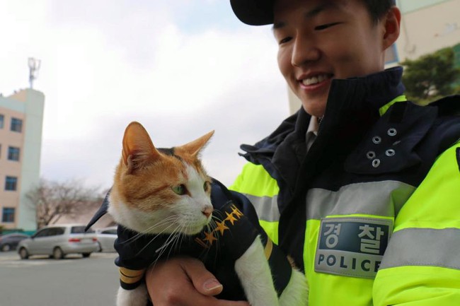 Câu chuyện lay động trái tim phía sau biệt đội mèo cảnh sát tại Busan, Hàn Quốc - Ảnh 9.