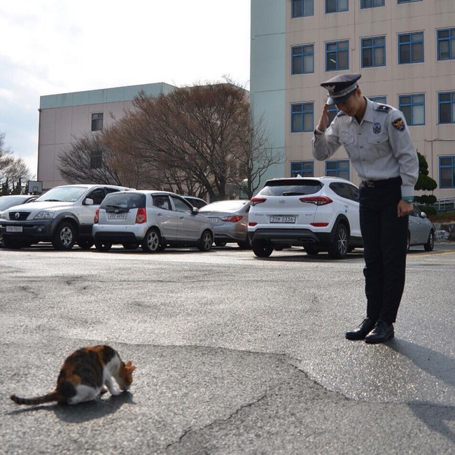 Câu chuyện lay động trái tim phía sau biệt đội mèo cảnh sát tại Busan, Hàn Quốc - Ảnh 4.