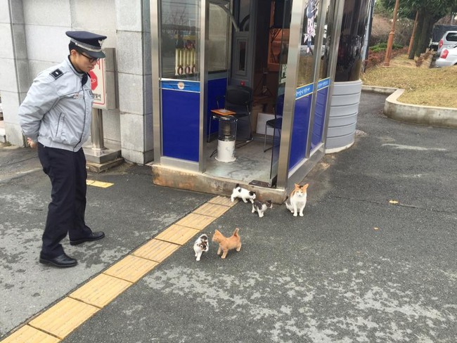 Câu chuyện lay động trái tim phía sau biệt đội mèo cảnh sát tại Busan, Hàn Quốc - Ảnh 7.
