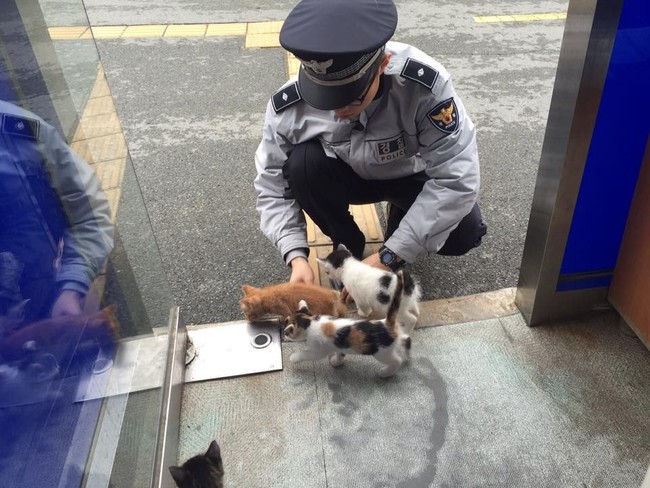 Câu chuyện lay động trái tim phía sau biệt đội mèo cảnh sát tại Busan, Hàn Quốc - Ảnh 8.