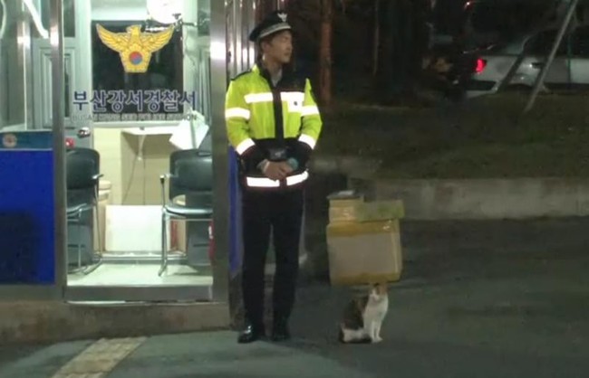 Câu chuyện lay động trái tim phía sau biệt đội mèo cảnh sát tại Busan, Hàn Quốc - Ảnh 5.