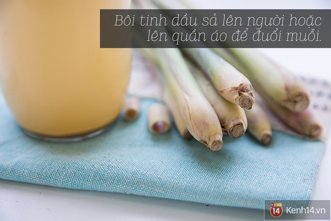 Tự làm tinh dầu sả chống muỗi an toàn mà vô cùng hiệu quả - Ảnh 9.