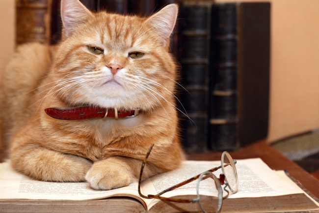 Đã từng có một nghiên cứu cực kỳ quan trọng, nhưng tác giả của nó là... một con mèo - Ảnh 1.