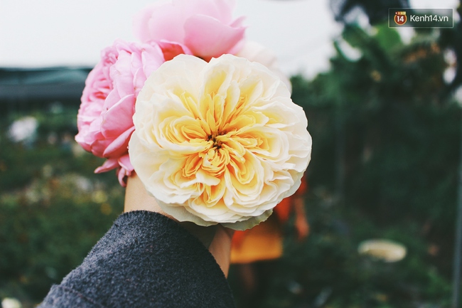 Cô gái trẻ sở hữu khu vườn 5.000m2 với hàng nghìn hoa hồng quý hiếm, đắt đỏ tại Hà Nội - Ảnh 5.