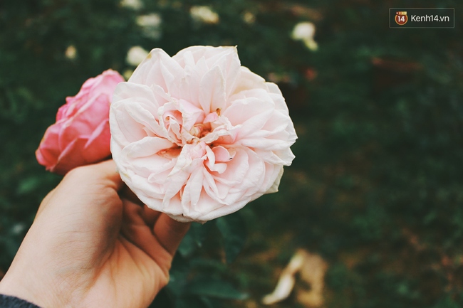 Cô gái trẻ sở hữu khu vườn 5.000m2 với hàng nghìn hoa hồng quý hiếm, đắt đỏ tại Hà Nội - Ảnh 12.