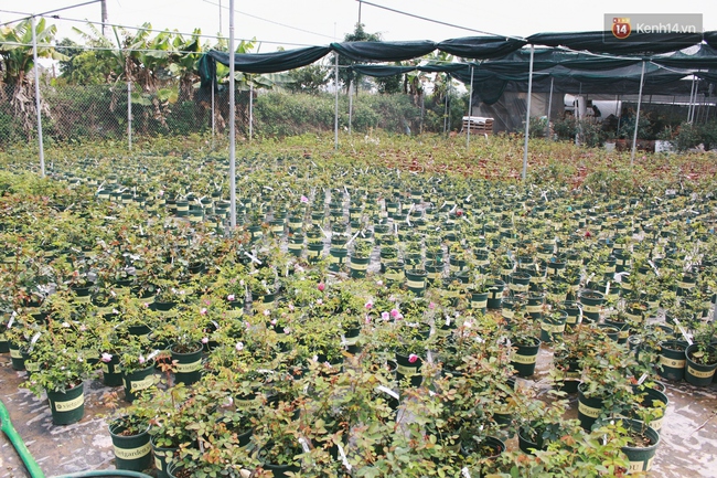 Cô gái trẻ sở hữu khu vườn 5.000m2 với hàng nghìn hoa hồng quý hiếm, đắt đỏ tại Hà Nội - Ảnh 2.